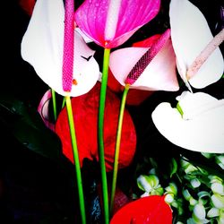 Close-up of pink flowers