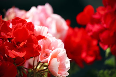 Close-up of pink roses