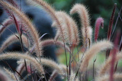 Close-up of plant