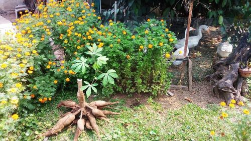 High angle view of flowering plant in yard