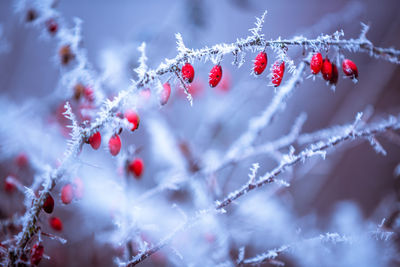 Close-up of frozen red berries on tree