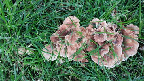 Close-up of leaf on field