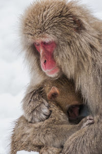 Parent and child snow monkey's ,close-up