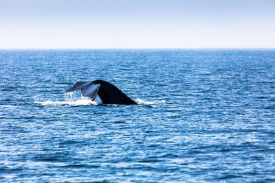 Whale in cape cod, massachussetts, united states