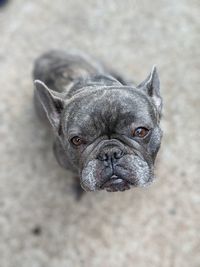 High angle portrait of dog