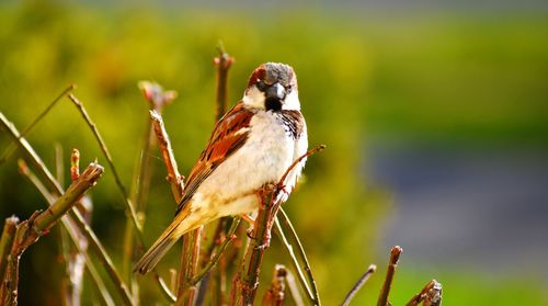 Close-up of bird perching on a plant