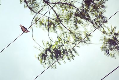 Low angle view of bird perching on tree against sky