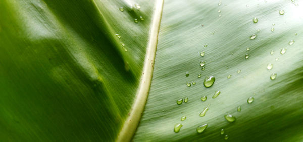 Close-up of green leaves