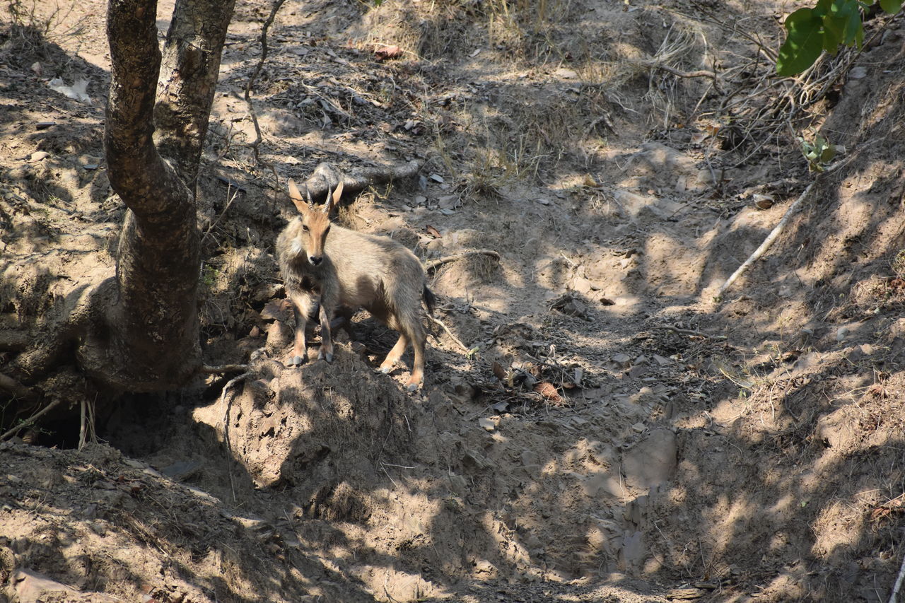 HIGH ANGLE VIEW OF DEER LYING ON TREE TRUNK