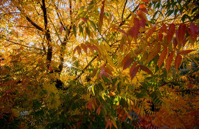 Low angle view of trees during autumn