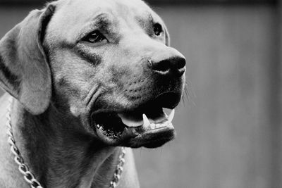 Close-up of dog looking away