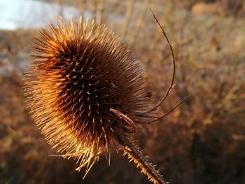 Close-up of thistle