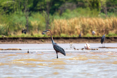 Gray heron in lake