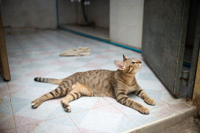 Cat on floor