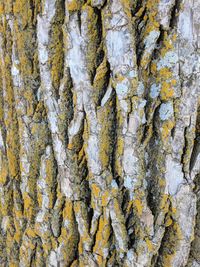 Full frame shot of tree trunk