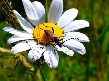 Close-up of insect on flower