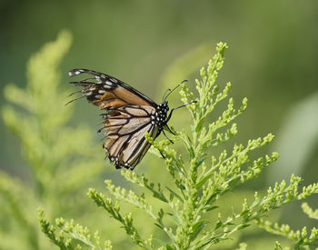 Close-up of butterfly pollinating on flower