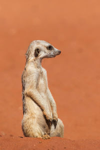 Close-up of meerkat looking away on land