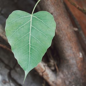 Close-up of fresh green leaf
