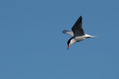 Low angle view of seagull flying in sky