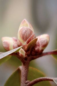 Close-up of flower bud