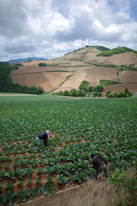 Scenic view of agricultural field against sky
