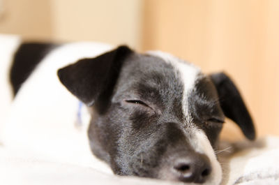 Close-up of dog sleeping