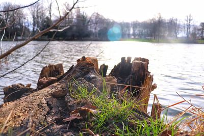 Close-up of dead plants on land by lake