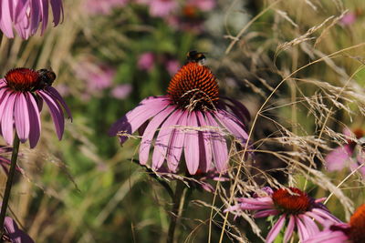 Close-up of butterfly pollinating on pink flower