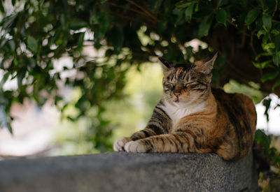 Close-up of cat sitting outdoors