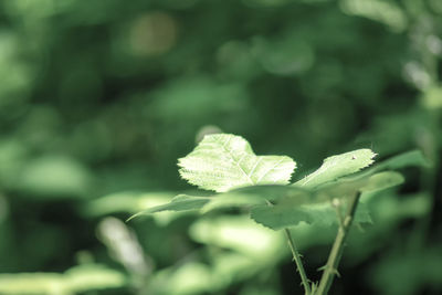 Close-up of flowering plant
