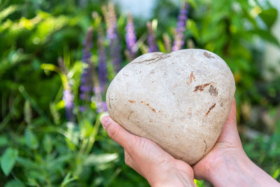 Close-up of hand holding heart shaped rock