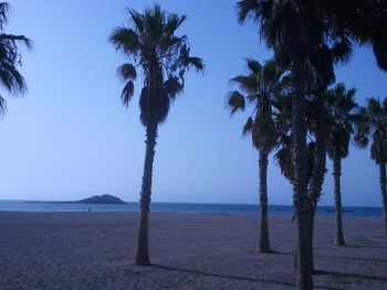 Palm trees on beach