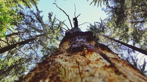 Low angle view of tree trunk against sky