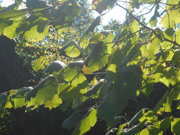 plant