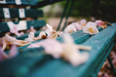Close-up of hand holding leaves