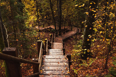 Staircase in forest during autumn