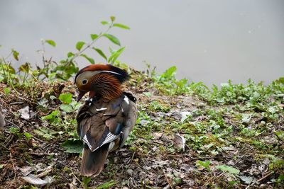 Close up of a mandarin duck in his natural environment, piedmont, italy