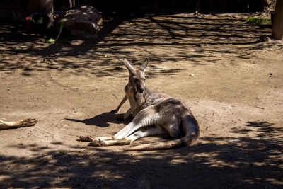 High angle view of giraffe on land