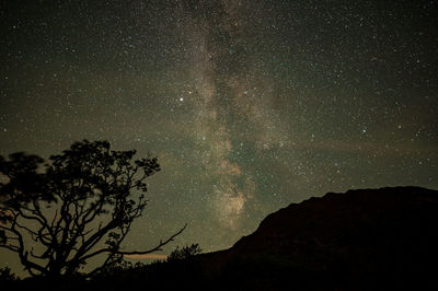 Low angle view of silhouette trees against sky at night