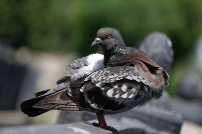 Close-up of pigeon perching