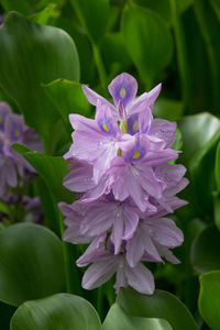 Close-up of purple flowering plant