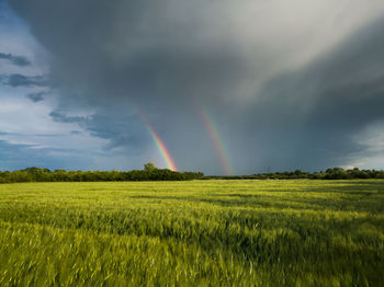 Scenic view of rainbow over field
