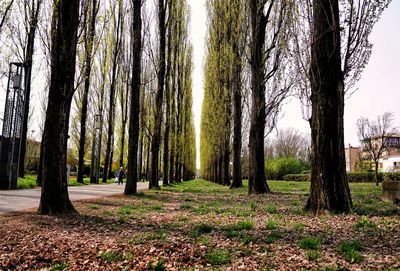 Trees growing in forest