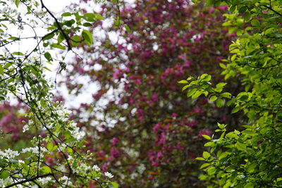 Close-up of pink flowers on tree