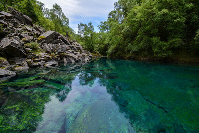 Scenic view of river amidst trees in forest