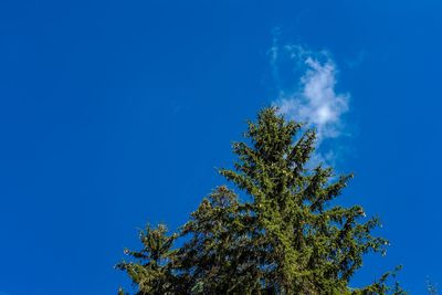 Low angle view of tree against clear blue sky