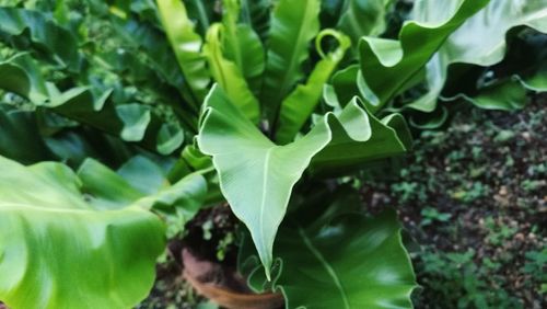 Close-up of green leaves