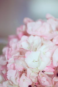 Close-up of pink cherry blossom