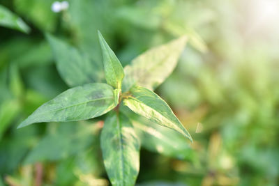 Close-up of fresh green plant in field